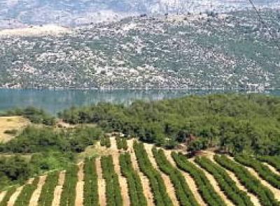 Turkey Farmland